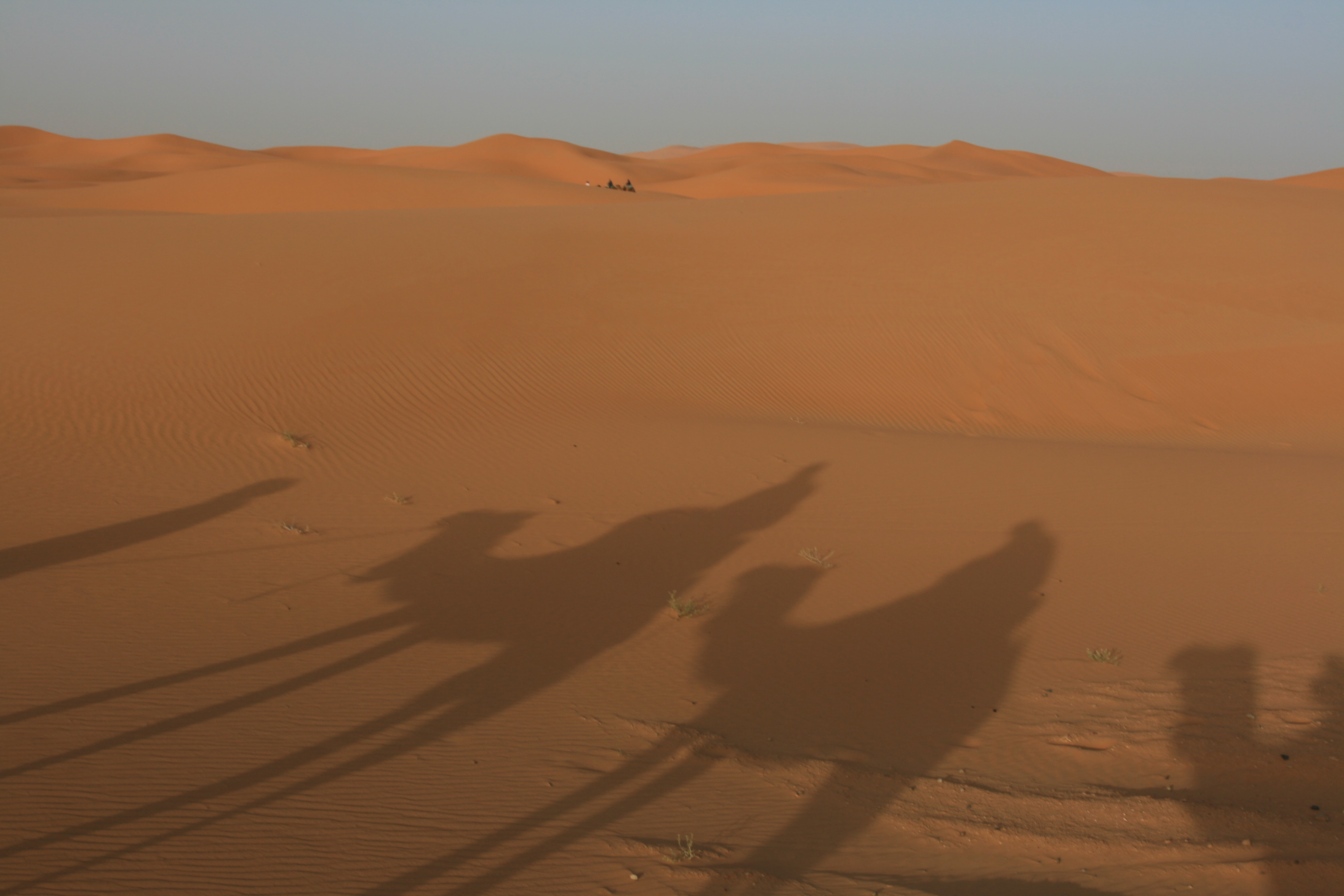 Kamelschatten auf Dünen